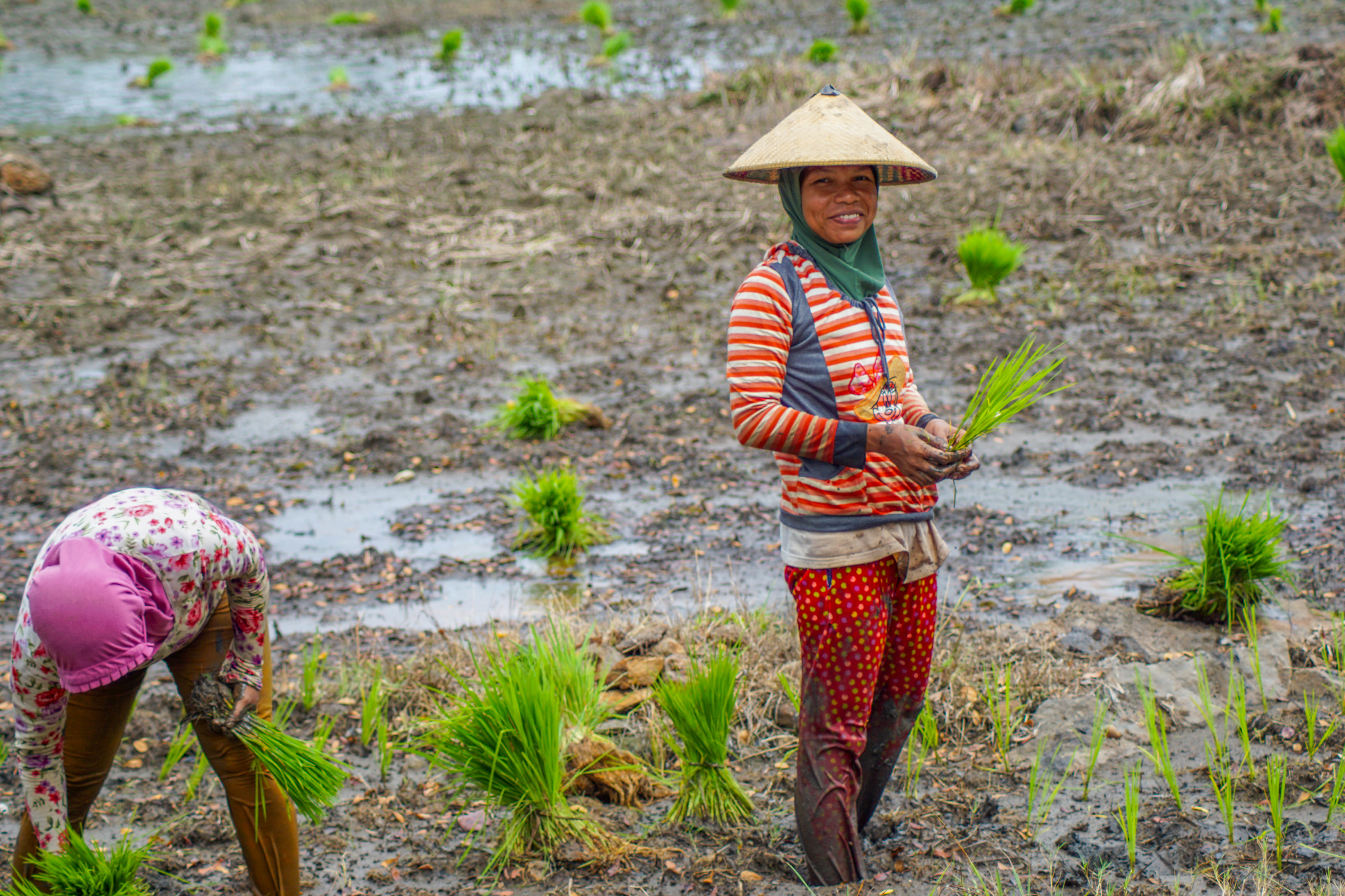 Vrouwen plukken rijst Bali
