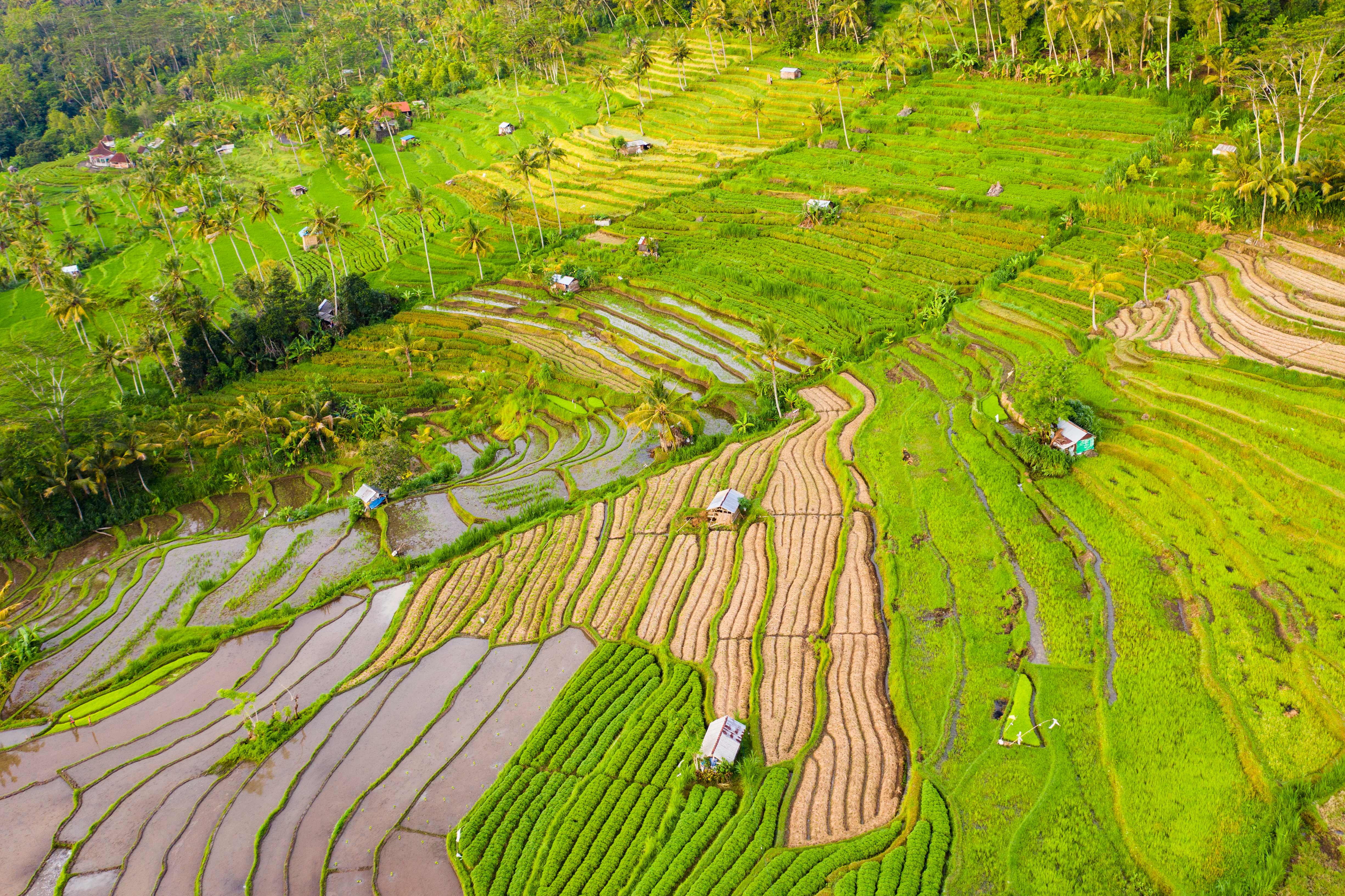 Groene rijstvelden Indonesië