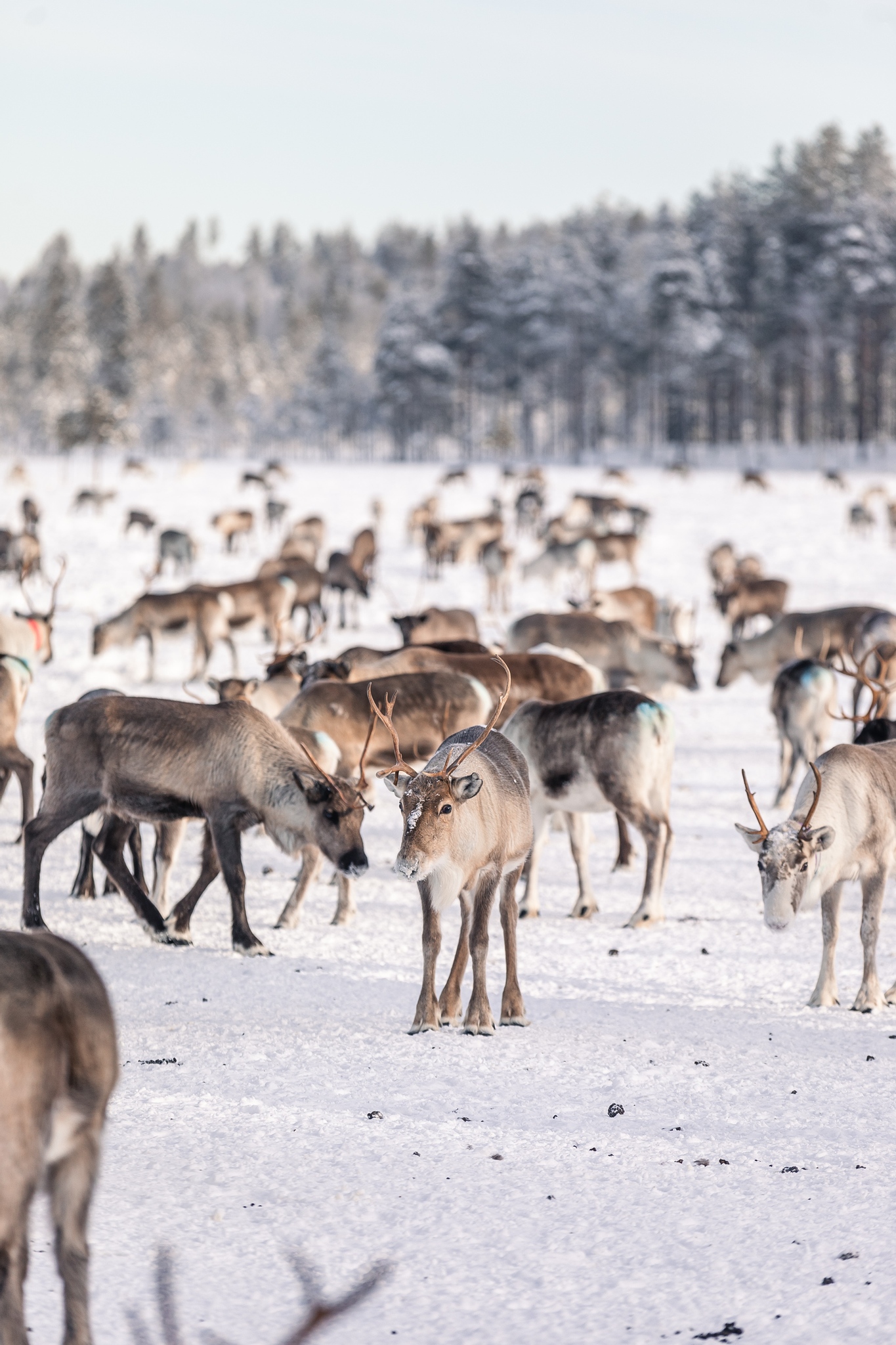 Kudde rendieren in de sneeuw