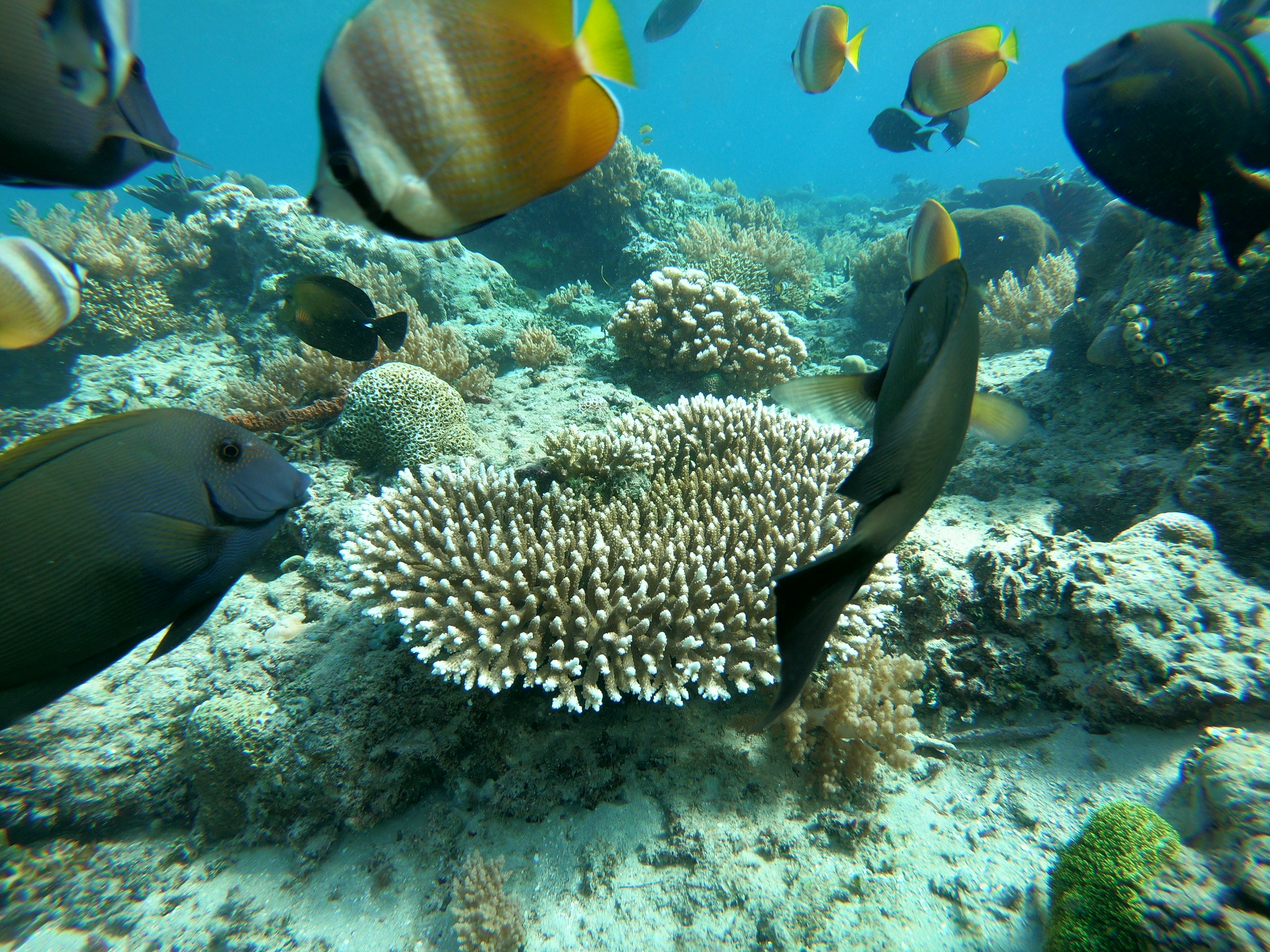 Vissen en koraal onderwater